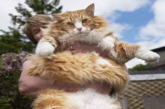 Bankers have nothing on Britain's fattest cat