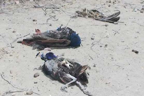 19 more peacocks die of Ranikhet in Tharparkar