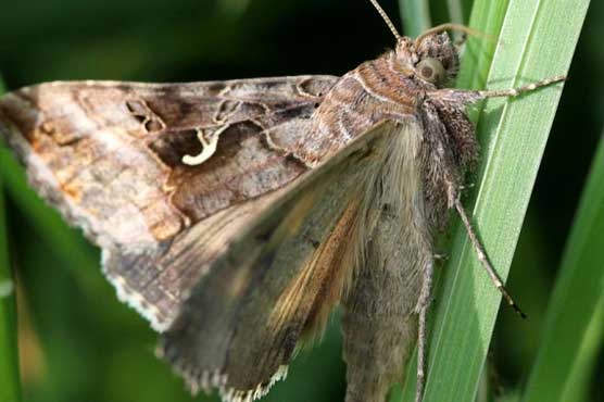 Millions of moths mass on Madrid
