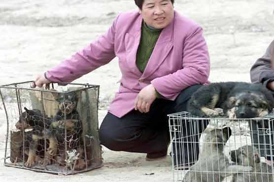 Protest against China dog meat festival