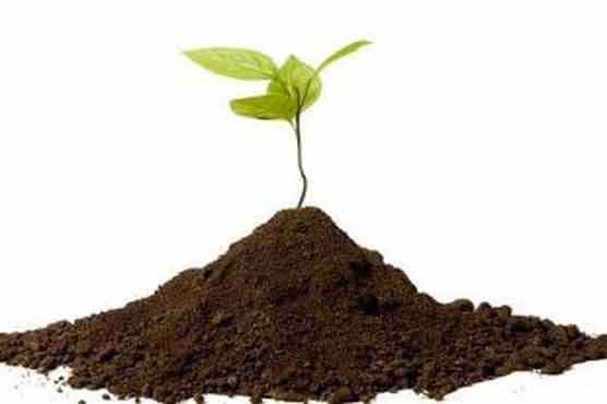 Square roots? Scientists say plants are good at math