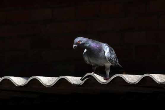 Japanese racing pigeon flies across Pacific to Canada