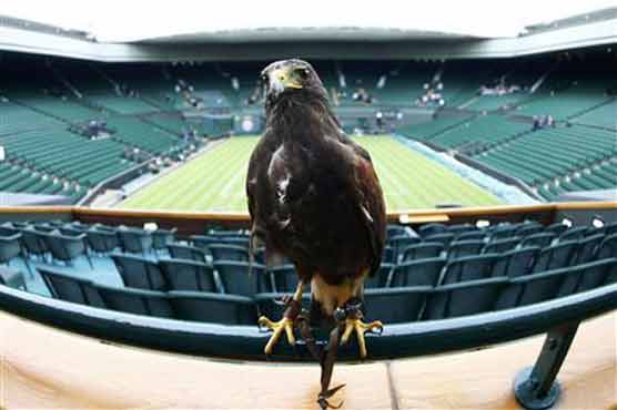 Hawk clears Wimbledon as record crowds queue up