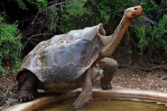 Experts try to revive species of unique tortoises