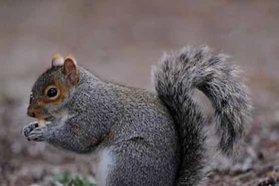 Squirrel causes huge power outage