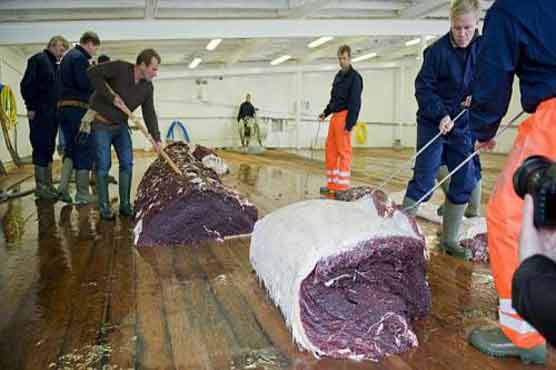 Australia, Japan set for court over whaling