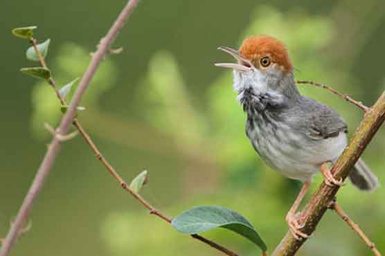 New species of bird found in Cambodia