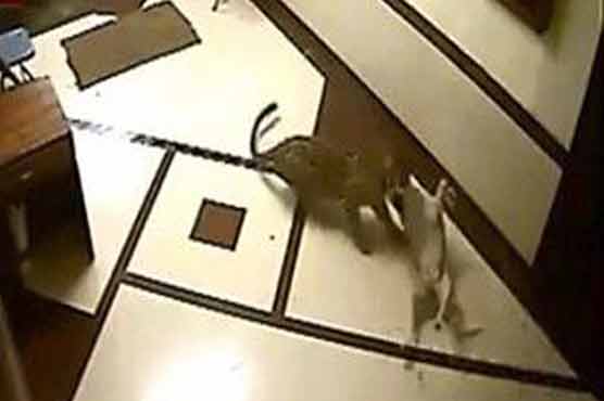 Leopard filmed snatching dog from Mumbai residence