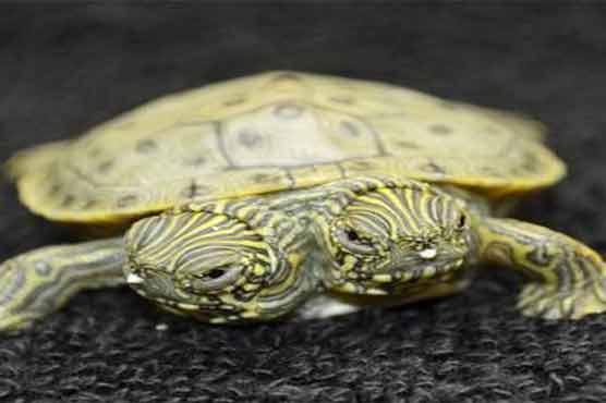 Two-headed turtle born at US zoo