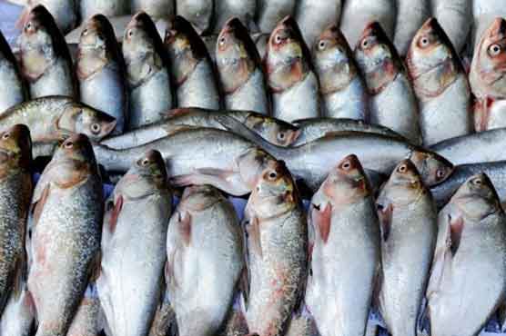 Oily fish helps fight breast cancer