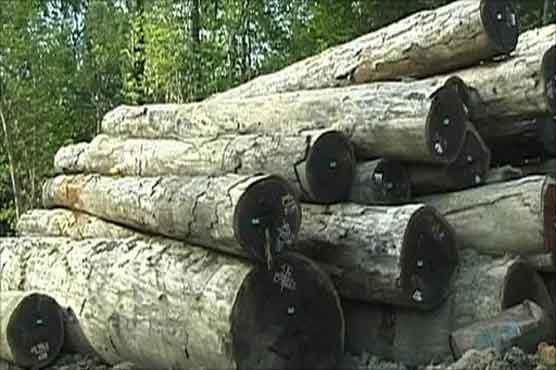 EU to crack down against illegal timber trade