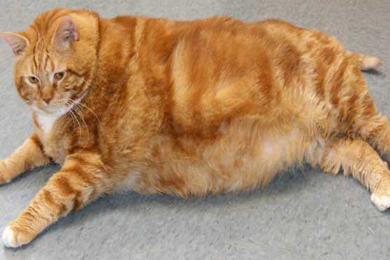 Cat that weighs as much as a child seeks US home