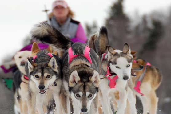 Mushers, dogs line up for Alaska's Iditarod race
