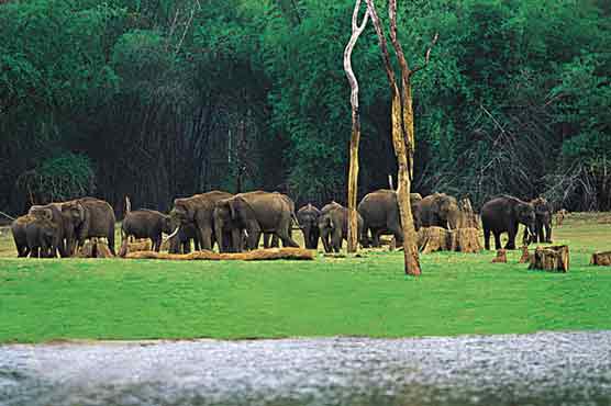 An airport surrounded by wild life sanctuaries 