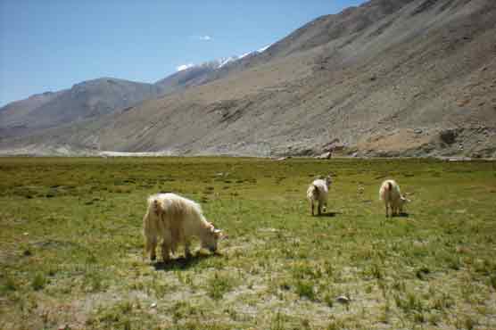 Snow kills over 25,000 pashmina goats in Indian Himalayas 