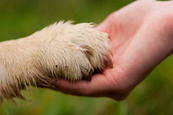 Dog saves woman from suicide attempt