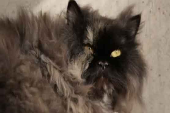 Cat on 3,400 mile accidental journey 