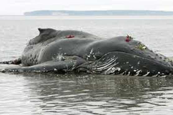 Beached whale in Spain dies from ingesting plastic waste