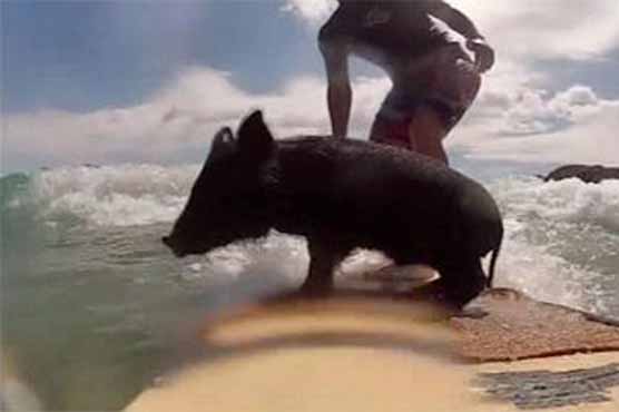 Piglet hogs New Zealand's waves 