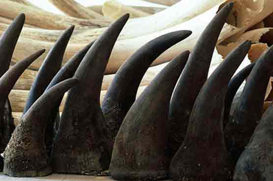 CITES urges Vietnam to fight rhino horn trade  