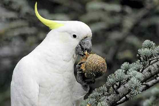 Cockatoos can delay pleasure of eating