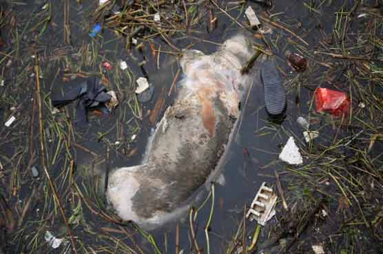 Number of dead pigs in Shanghai River goes to 12,566