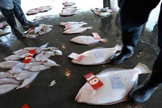 High cesium level found in fish by Fukushima plant 