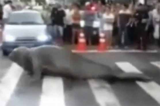 Elephant seal stops traffic in Brazil city 