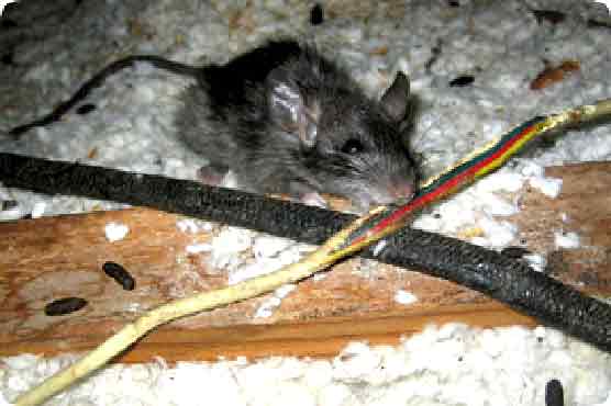 Rat may have caused this week's Fukushima outage