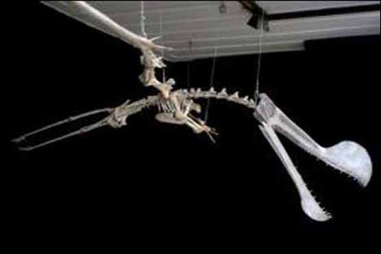 Remains of huge fossilized flying reptile displayed in Rio