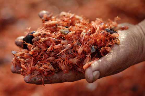 Thousands of dead prawns washed up on Chilean beach 