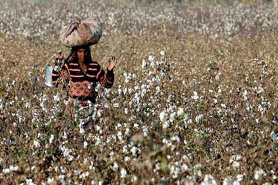 Estimated cotton production is 14.1m bales, Senate body told