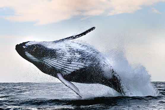 Seven of 19 washed up whales die in SA 