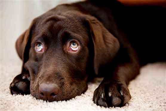 Dog DNA database to tackle fouling problem 