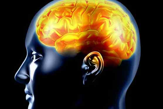 Cholesterol important for brain development: study 