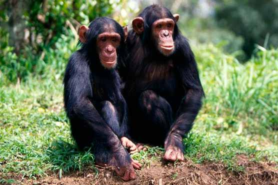 Chimps, gorillas, other apes struggling to survive
