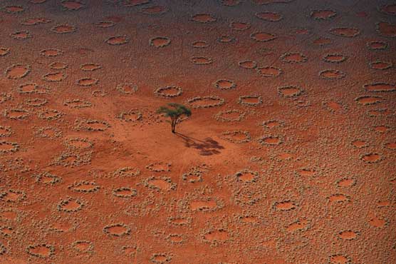 Mysterious fairy circles demystified: it's termites