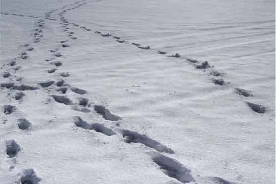 Thieves tracked down by footprints in the snow 