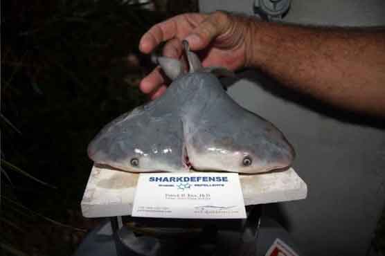 Rare two-headed bull shark found in US