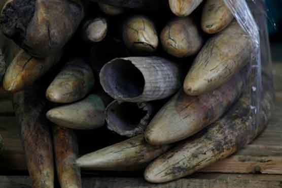 Hong Kong customs officers seize 113 ivory tusks