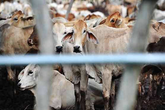 Australia halts cattle exports to Egypt