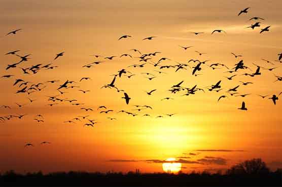 Environmental changes pose a threat to migrating birds