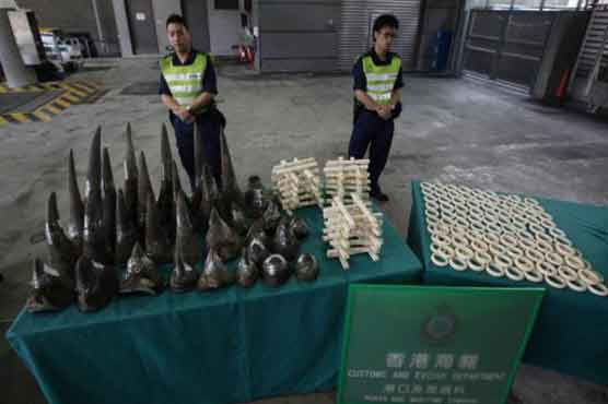 Vietnamese customs officials seize 7 kg rhino horn