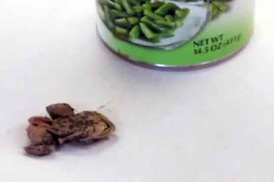 Toad found in a can of green beans