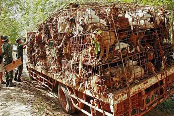 Thai police rescues 1,300 caged dogs 