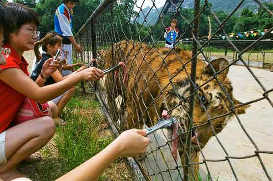 Public upset at images of tiger abuse at China zoos 