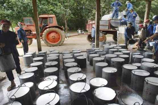 Vietnamese rubber firms driving land-grabbing crisis