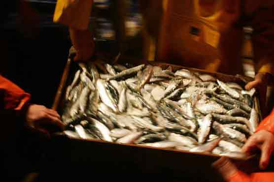 EU begins talks on fish dumping