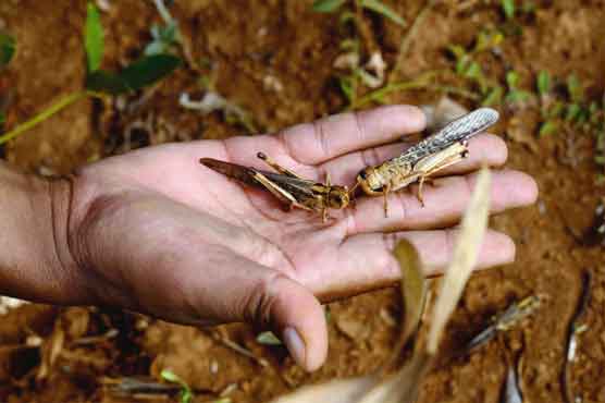 Eating insects; good for you, good for world: UN