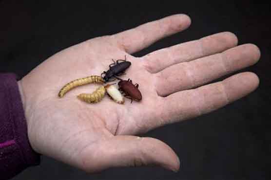 Eating insects could help fight obesity: UN 